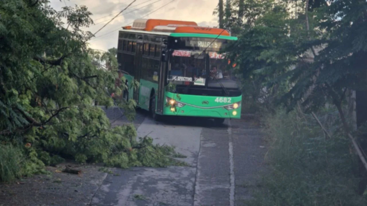 Fuertes vientos causan caídas de árboles y ramas en Monterrey