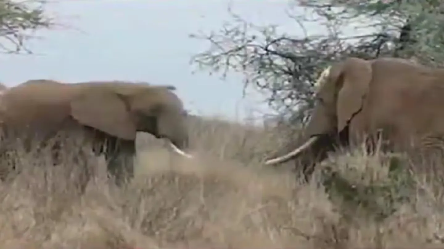 Investigación por la muerte de 18 elefantes en Amboseli, Kenia