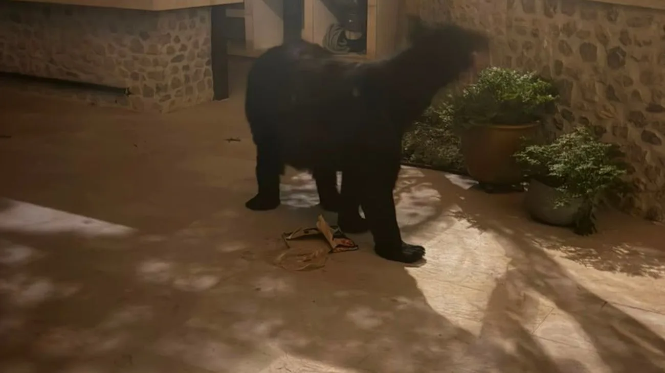 Oso ingresa a casa en San Pedro y consume tamales