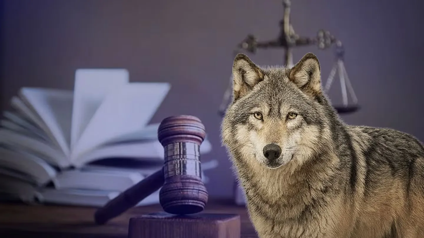La Ley de Especies en Peligro de Extinción protege al lobo gris ante amenazas