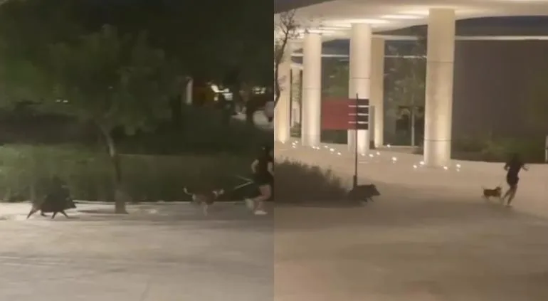 Pecaríes persiguen a mujer y su perro en parque de Nuevo León